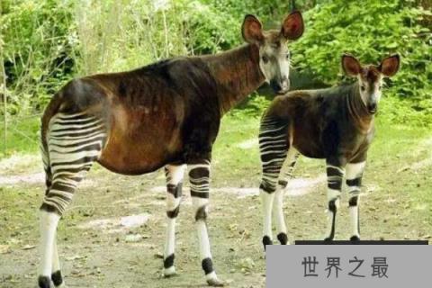 世界上睡眠最少的动物，霍加狓每天只睡5分钟