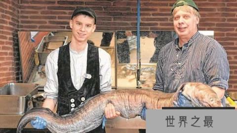 世界上最大的海鳗：长2.4米重达75公斤