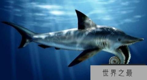 旋齿鲨