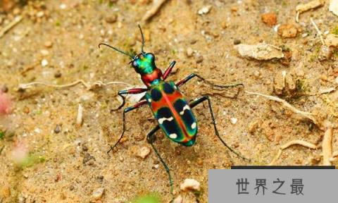 世界上跑的最快的昆虫：虎甲虫