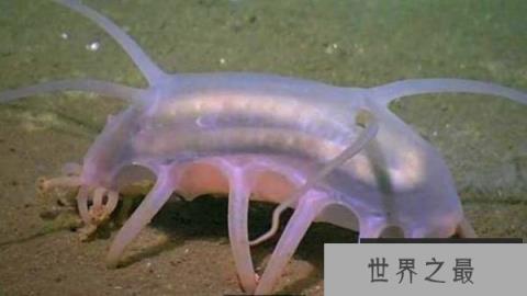 世界上最难看的生物：海猪外形憨厚可爱