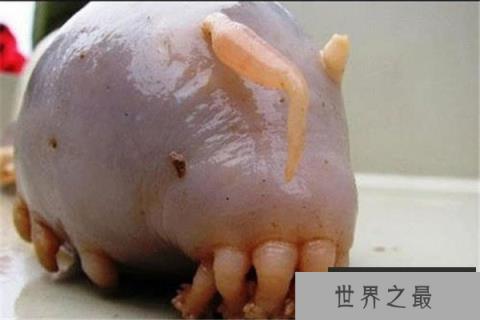 世界上最难看的生物：海猪外形憨厚可爱