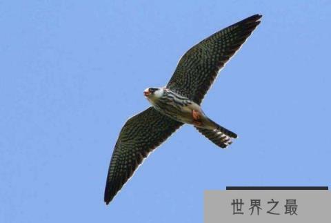 世界上最快的动物：尖尾雨燕最快时速352.5千米
