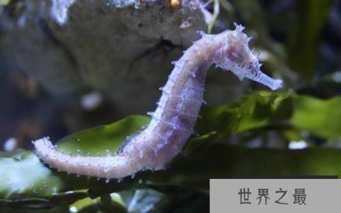 世界上最慢的动物：海马每秒0.04厘米