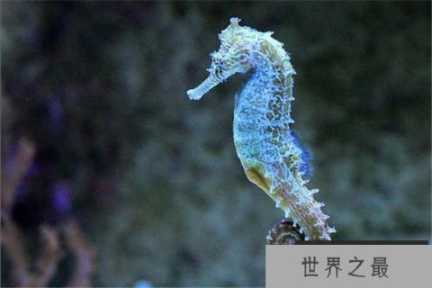 世界上最慢的动物：海马每秒0.04厘米