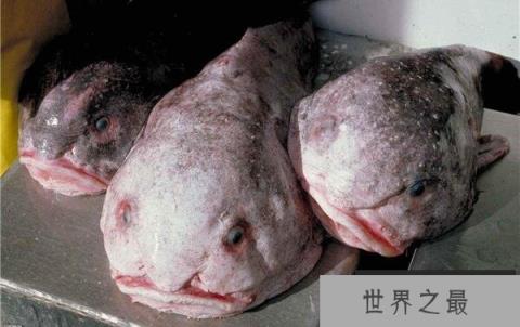 世界十大丑陋动物：简直被丑苦，看了想吐！