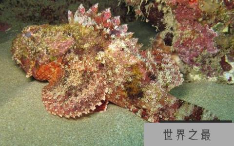 世界十大丑陋动物：简直被丑苦，看了想吐！