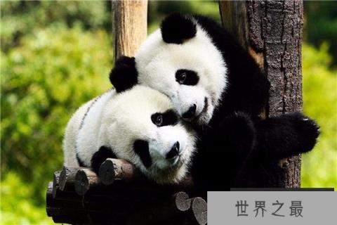 世界上最萌的动物排名前五：大熊猫