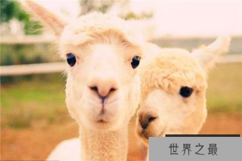 世界上最萌的动物排名前五：羊驼