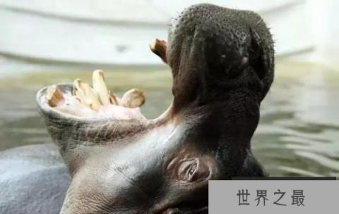 世界上嘴巴最大的动物：河马能一口咬断小鳄鱼