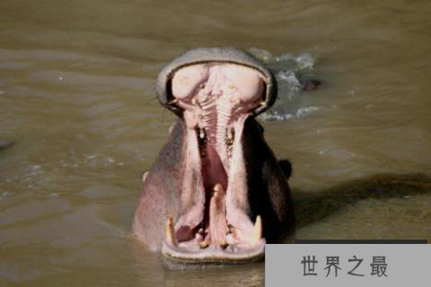世界上嘴巴最大的动物：河马能一口咬断小鳄鱼