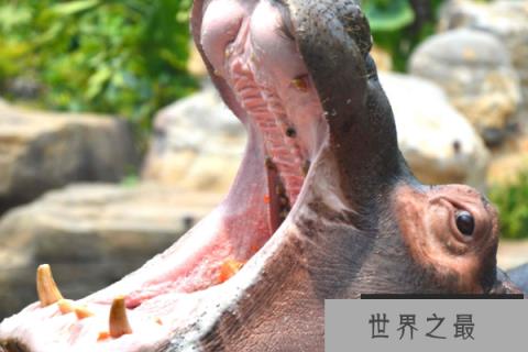 世界上嘴巴最大的动物：河马能一口咬断小鳄鱼