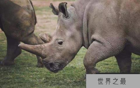 世界上最罕见的犀牛：北部白犀牛现仅剩两头