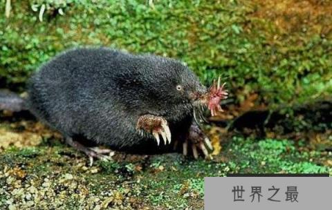 世界上进食最快的动物：星鼻鼹鼠仅需0.25秒进食