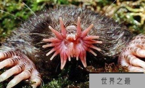 世界上进食最快的动物：星鼻鼹鼠仅需0.25秒进食