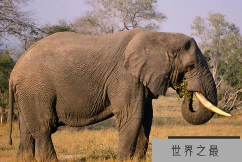 陆地动物10大单挑王：大象