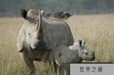陆地动物10大单挑王：犀牛