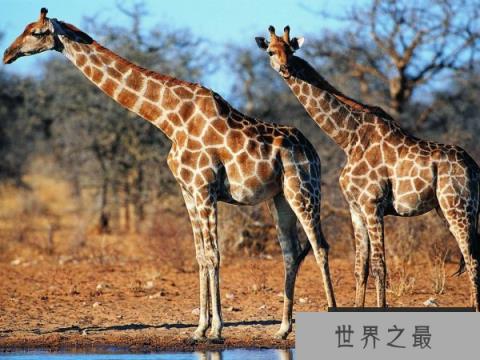 陆地动物10大单挑王：长颈鹿