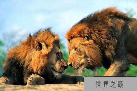 世界上最大的狮子：开普狮身高1米多，体长近4米