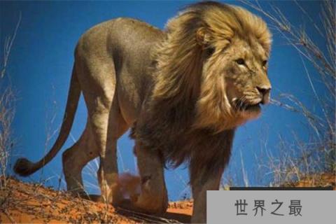 世界上最大的狮子：开普狮身高1米多，体长近4米