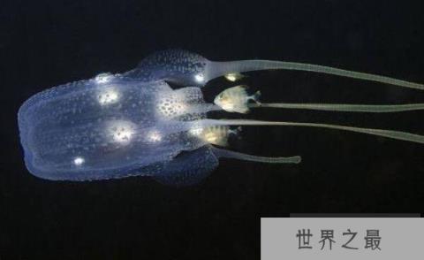 世界十大毒王排名：澳洲方水母有“毒王之首”之称