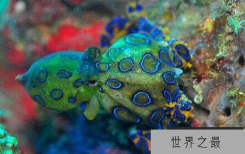 世界十大毒王排名：澳洲方水母有“毒王之首”之称