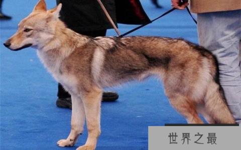 世界上最贵的10个动物