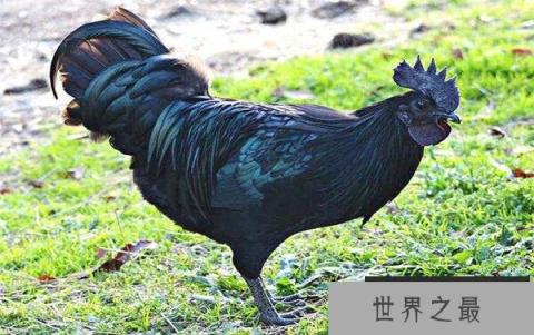 世界上最贵的10个动物