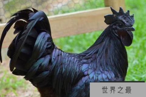 世界上最贵的鸡