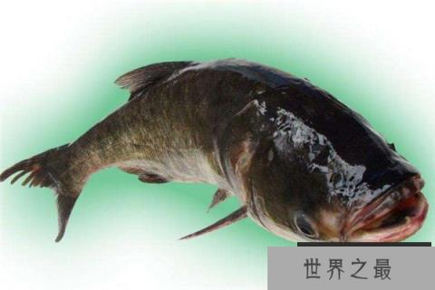 世界上最大的哲罗鱼：体长超过15米