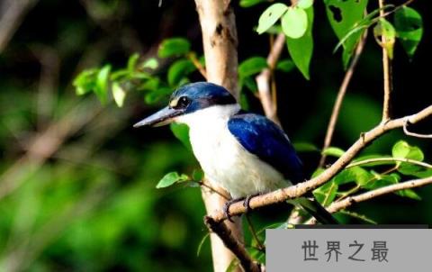 世界上最好看的鸟：白领翡翠浑身蓝白色