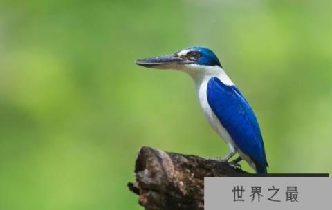 世界上最好看的鸟：白领翡翠浑身蓝白色