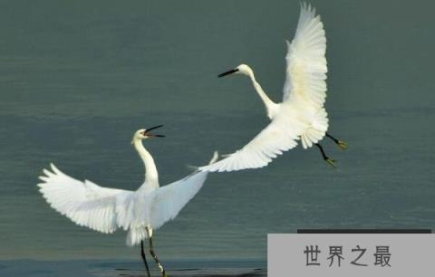 世界上最纯洁的鸟：白鹭浑身雪白羽毛像公主
