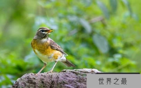 世界上叫声最好听的鸟，白眉鸫叫声悦耳，堪比歌唱家