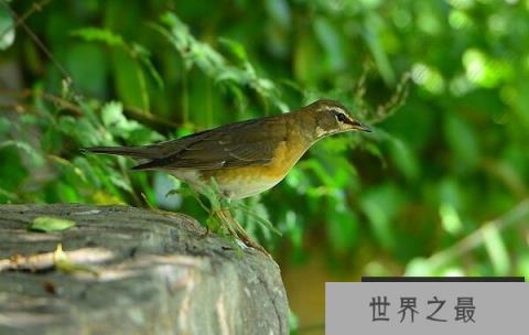 世界上叫声最好听的鸟，白眉鸫叫声悦耳，堪比歌唱家