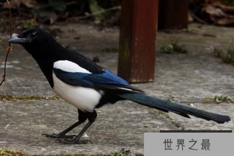 世界最聪明的三种鸟类：秃鼻乌鸦排第一名