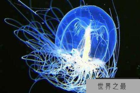 世界上寿命最长的十种动物