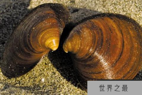 世界上寿命最长的十种动物