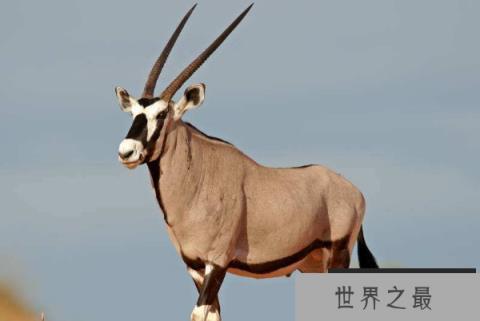 世界上最大的羚羊：非洲大羚羊体重可达1吨