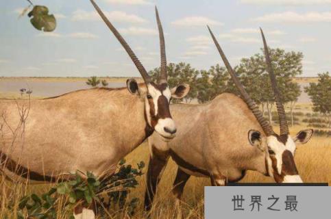 世界上最大的羚羊：非洲大羚羊体重可达1吨