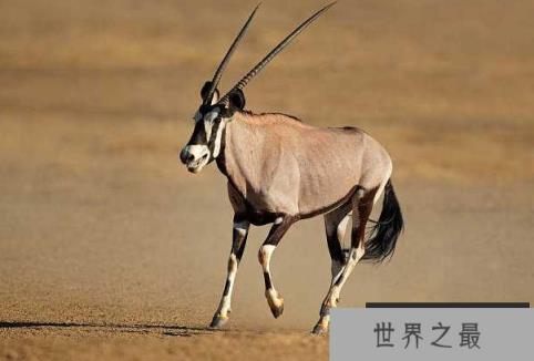 世界上最大的羚羊：非洲大羚羊体重可达1吨