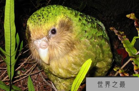 世界上唯一不会飞的鹦鹉：鸮鹦鹉呆萌气十足