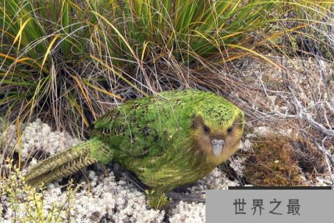 世界上唯一不会飞的鹦鹉：鸮鹦鹉呆萌气十足