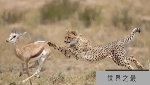 世界上奔跑速度最快5种动物