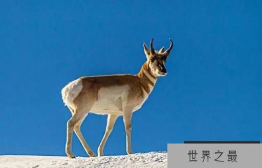 世界上奔跑速度最快5种动物