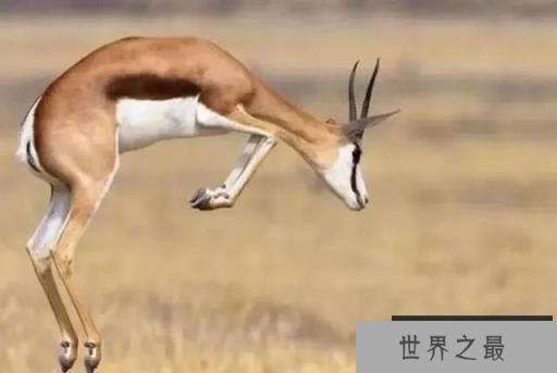 世界上奔跑速度最快5种动物
