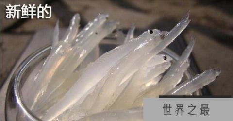 世界最没隐私的鱼：银鱼全身透明宛如玻璃