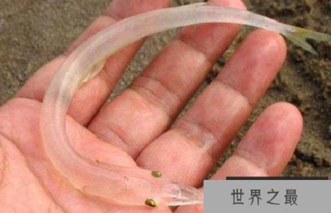 世界最没隐私的鱼：银鱼全身透明宛如玻璃