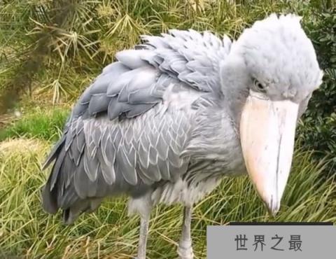 世界最懂礼貌的鸟：鲸头鹤是鳄鱼最大的天敌