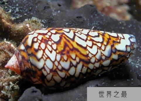 世界上最毒的海螺:鸡心螺的毒素足以杀死10个人